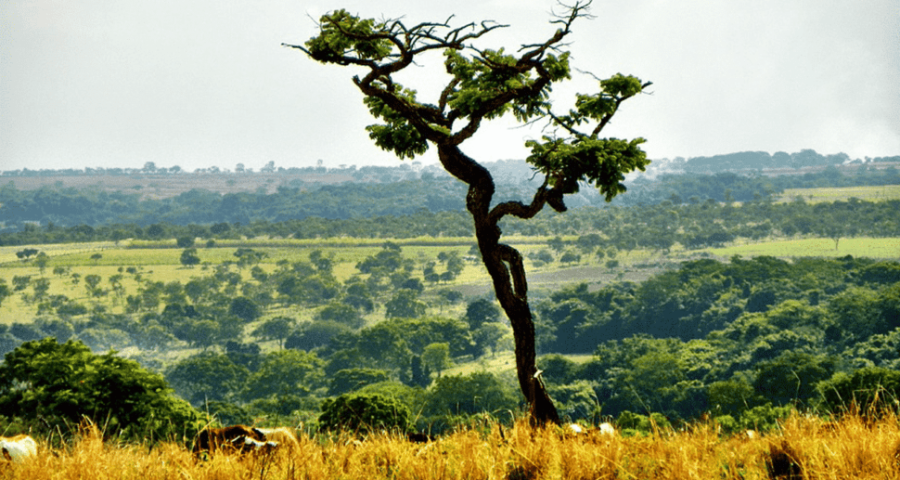 cerrado trigo commodities